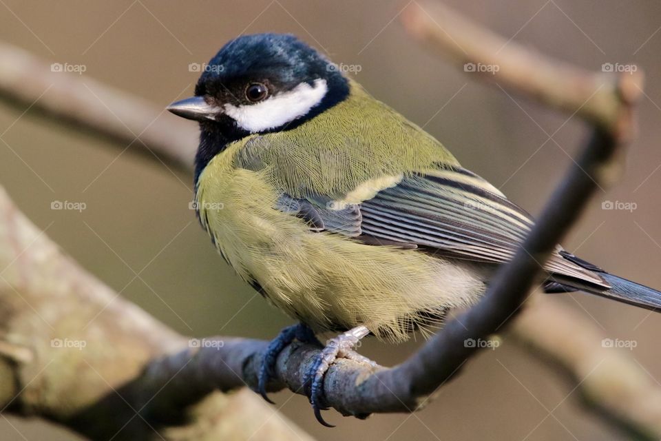 Great tit