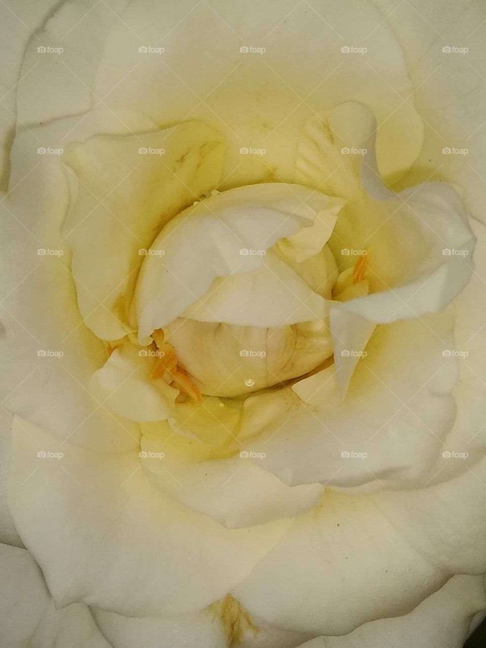 zoomed in the middle of the white rose