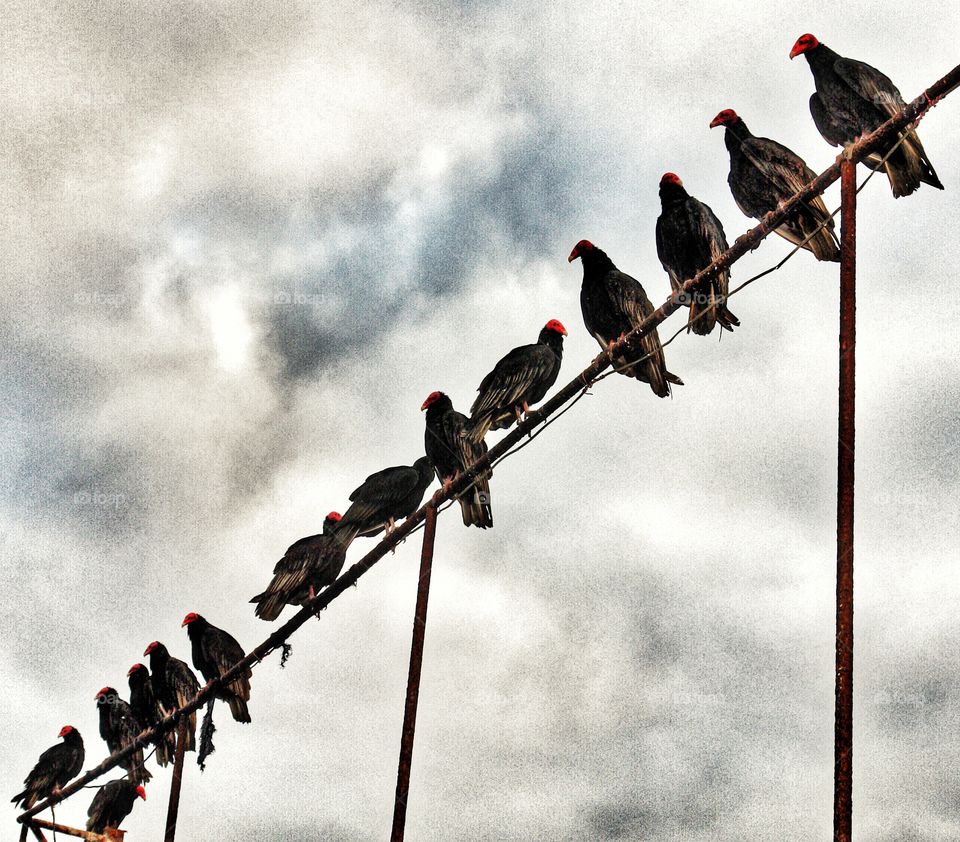 Turkey Vultures perch on metal fence, Chile . Turkey Vultures perch on metal fence, Chile 