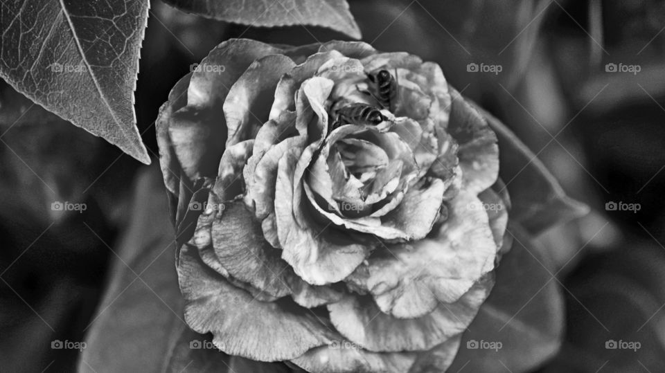 Rose with a bee on it from the rose garden done in black and white