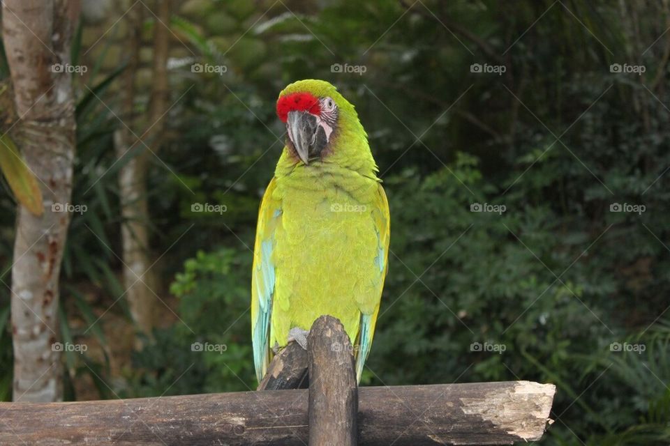 Parrot