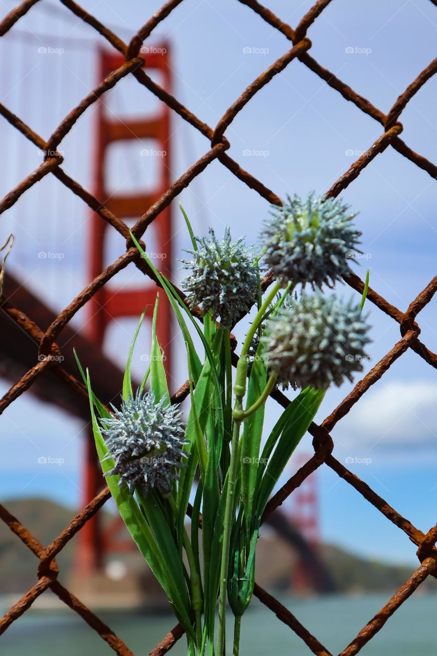 View of the Golden Gate Bridge through a rusty fence with flowers attached to the fence almost for a memorial on a sunny afternoon in San Francisco California 