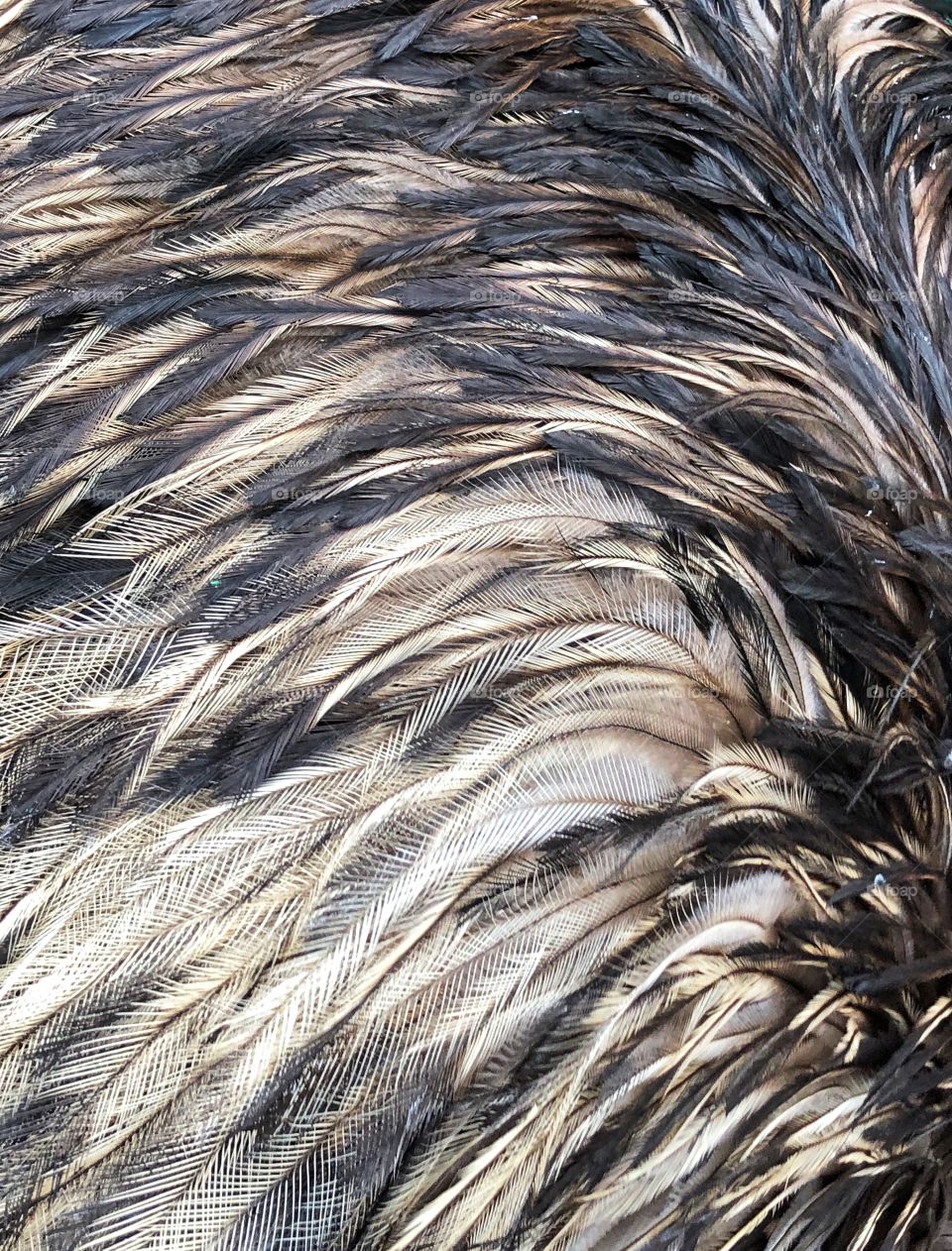 feathers of the emu