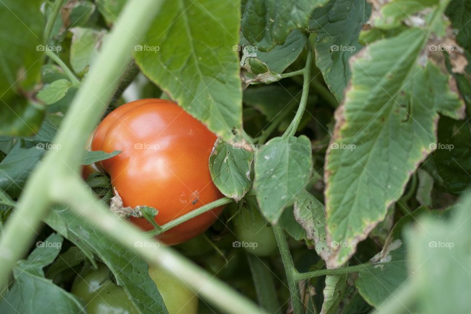 Home grown organic tomato