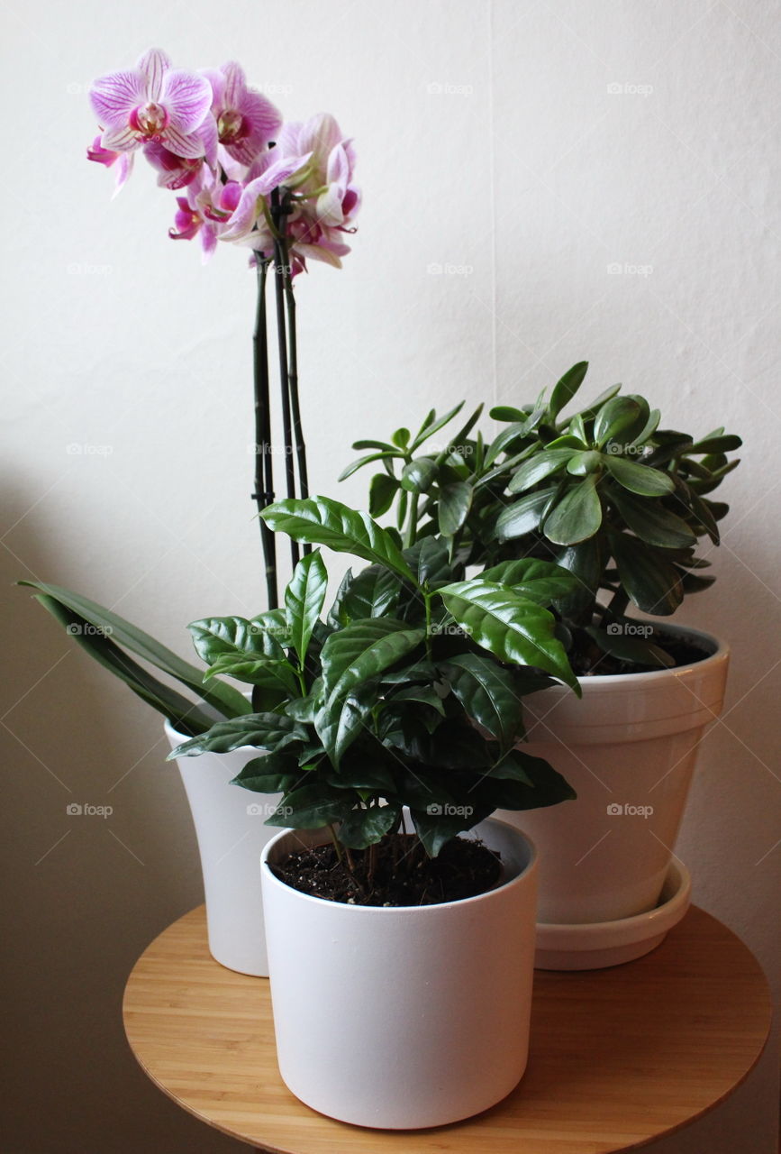 Plant pot and flower plant on table