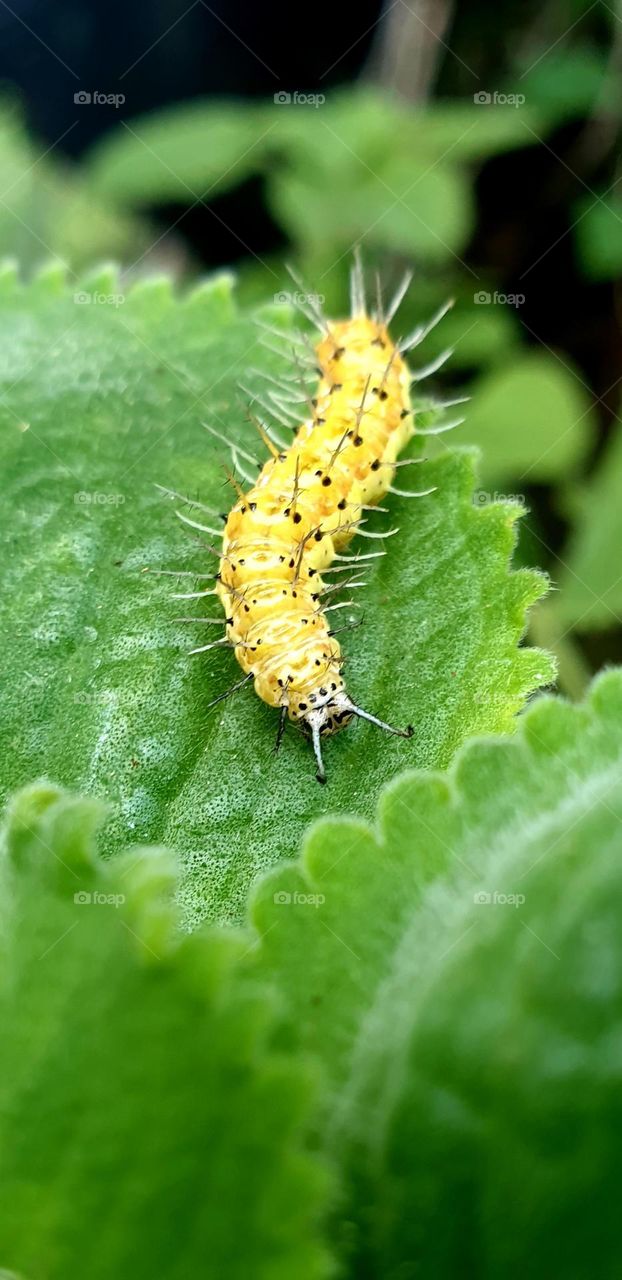 butterfly worm, beautiful yellow color and black spots