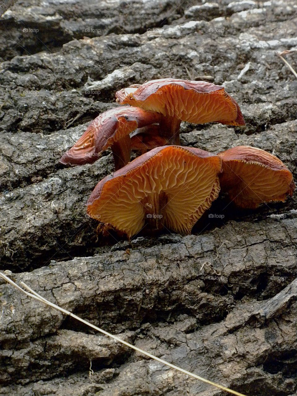 Tangerine fungus