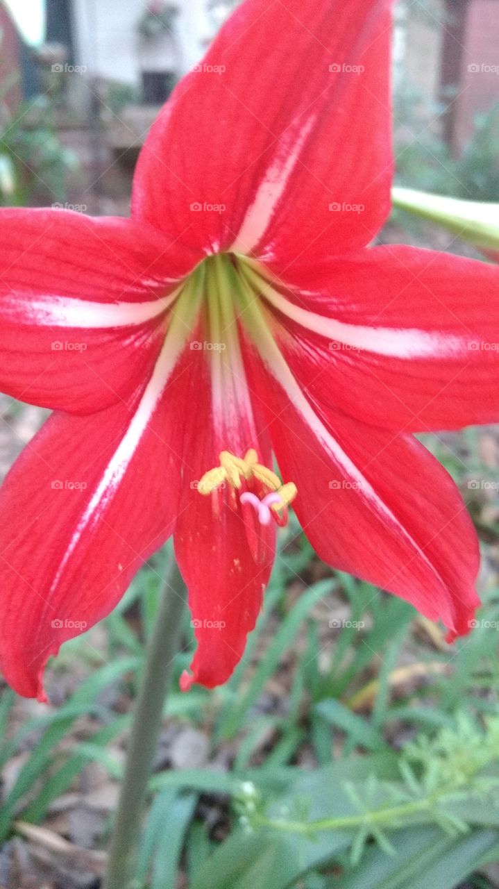 very Red Lilly close up