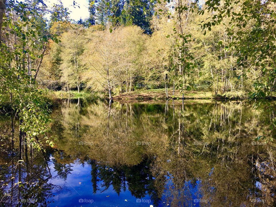 Nature Pond Reflections