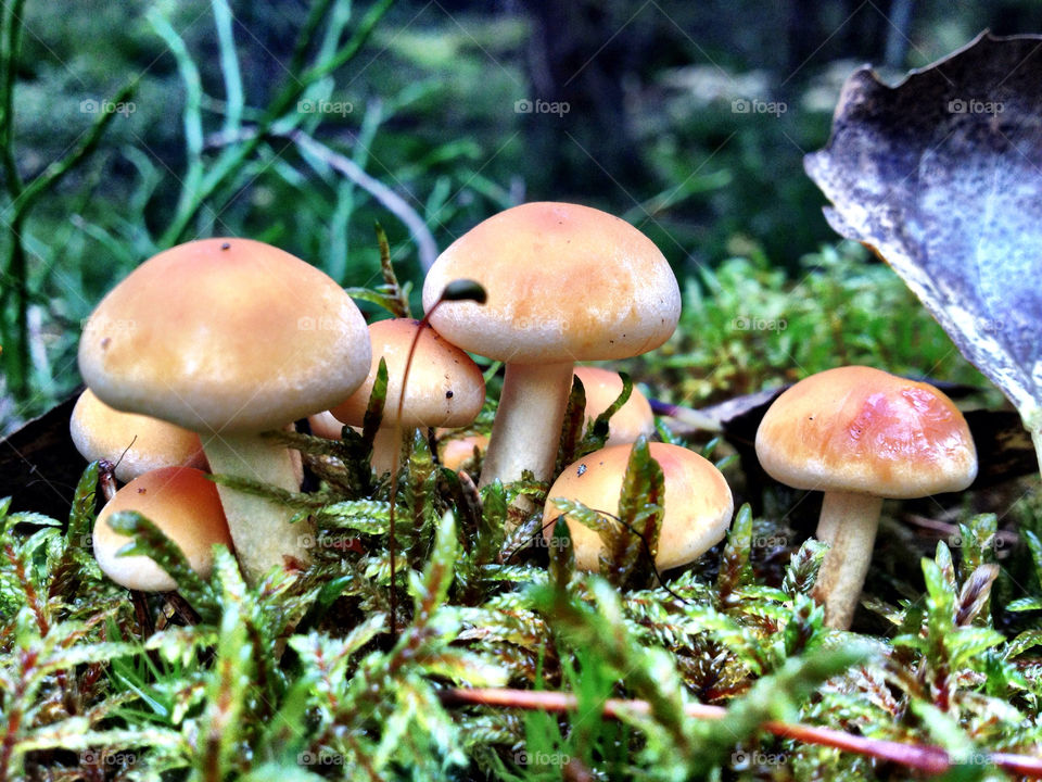 nature forest forrest mushrooms by ellkay