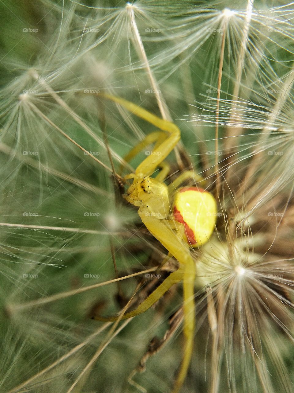 Spider inside a dandelion 