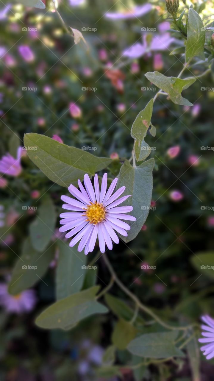 pink flower