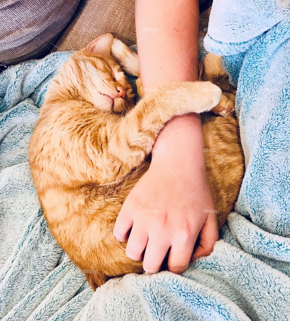 Precious orange kitten holding his owners arm all cozy sleeping! 