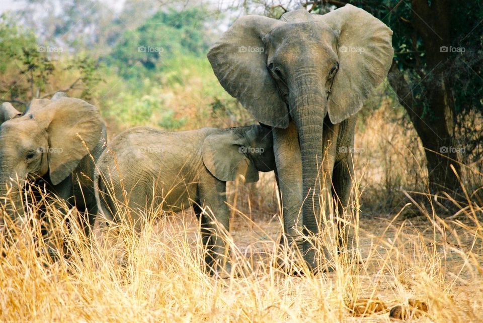 African Safari Zambia