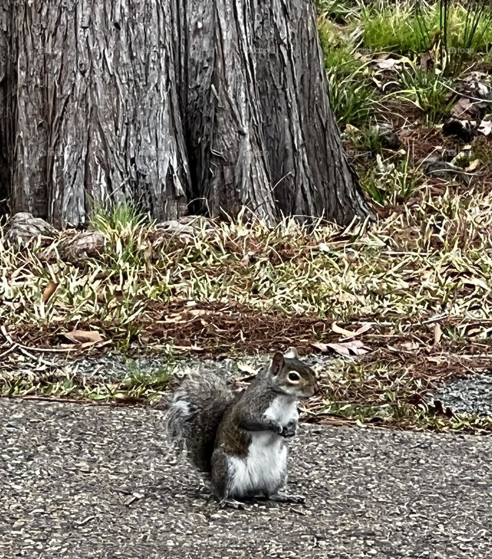 Squirrel 