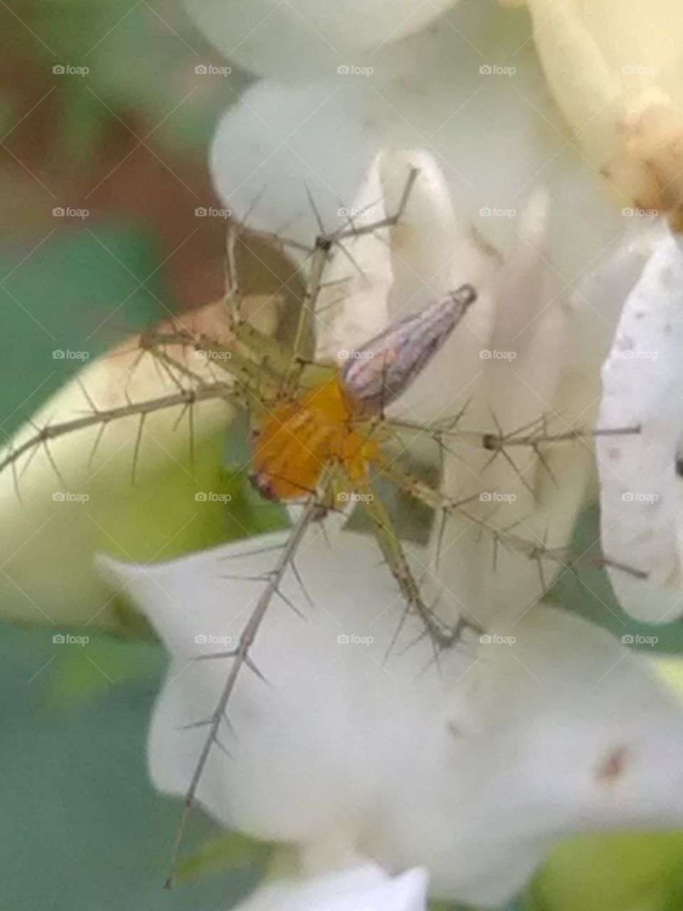 This is a very beautiful but very dangerous insect mosquitoes - spider.