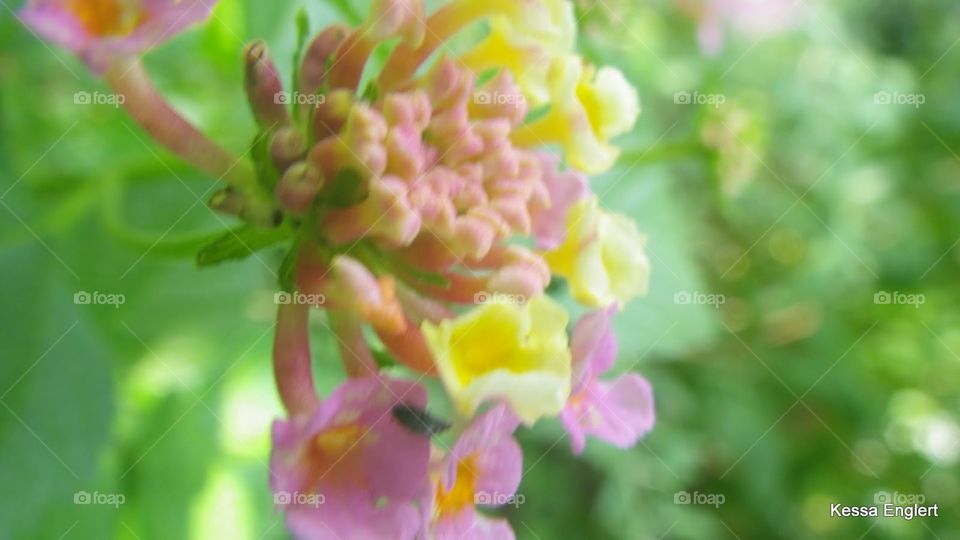 Lantana Up Close