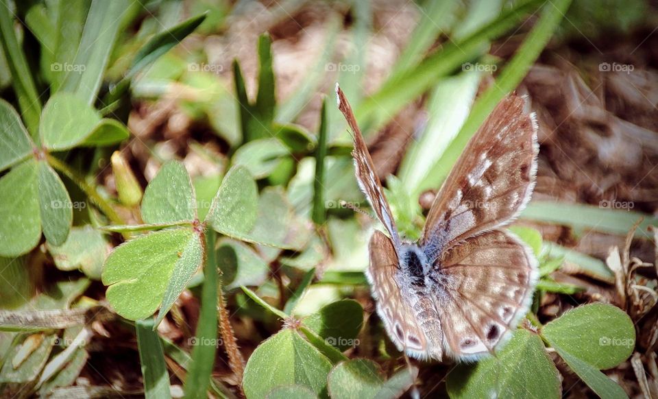 Butterfly on clovers