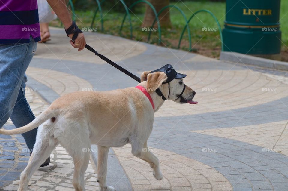 Dog with hat