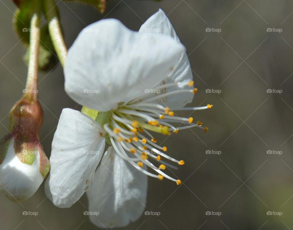 white fruit tree bloom