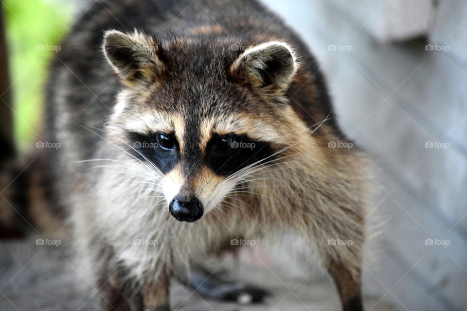 Raccoon