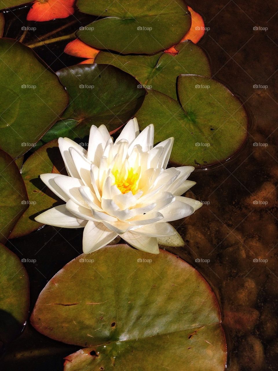 White water Lilly