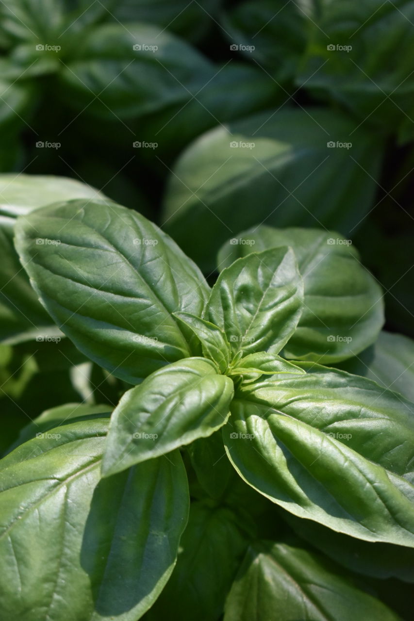 Basil plant