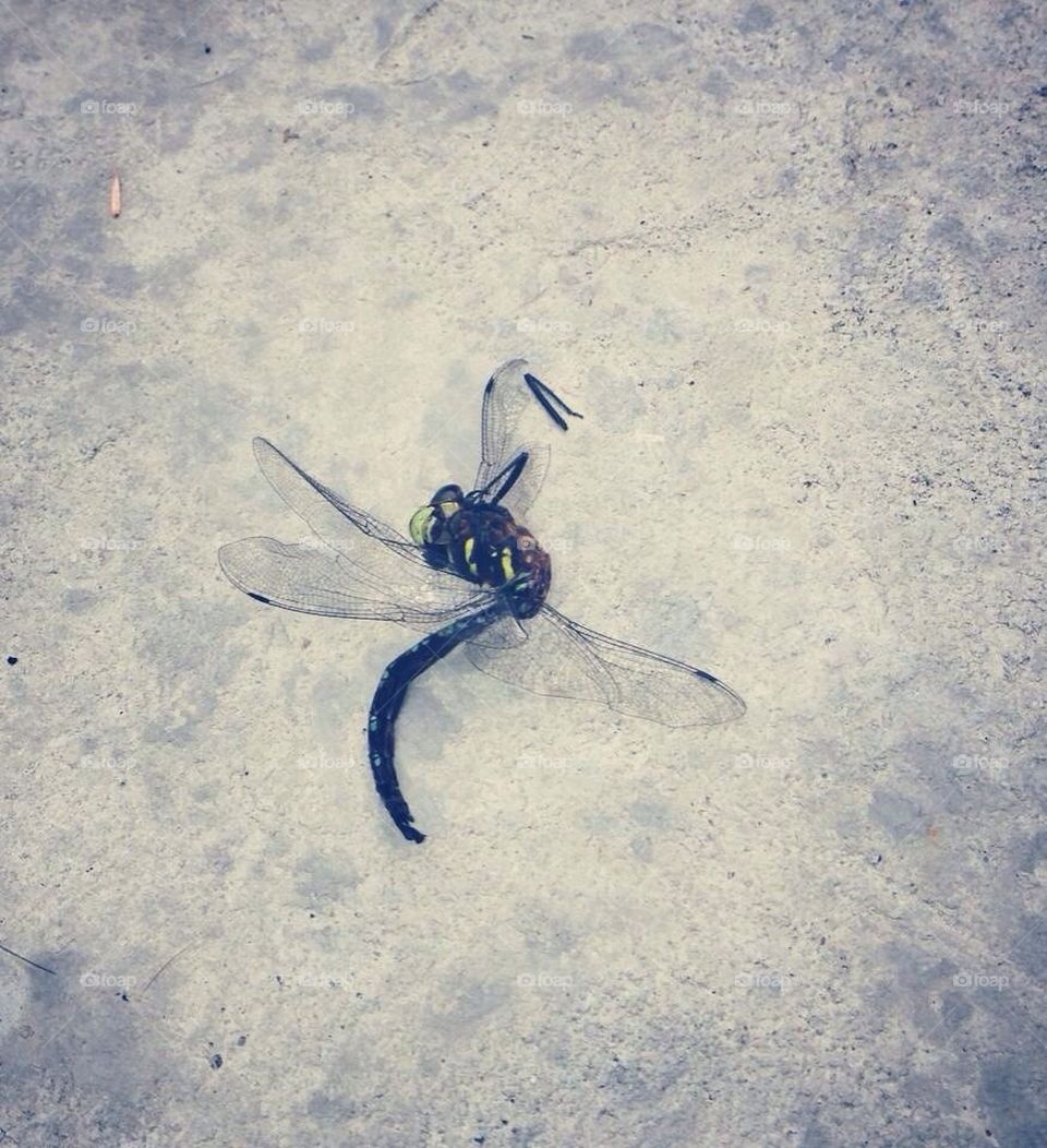 Dragonfly Down