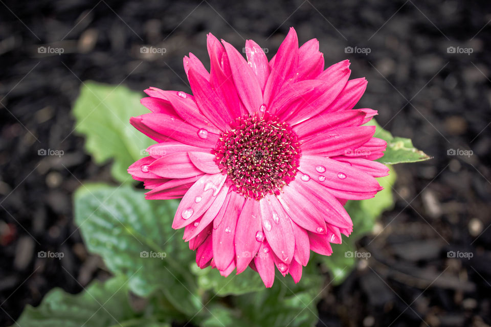 Pick flower after the rain