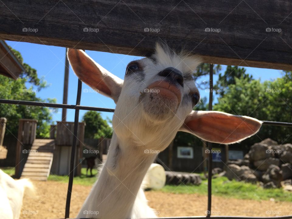 Funny goat face 