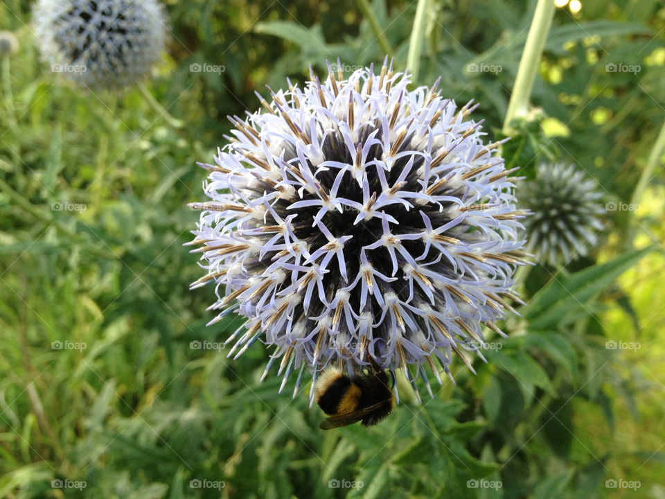 iphone pic thistle bumble bee by chippy2809