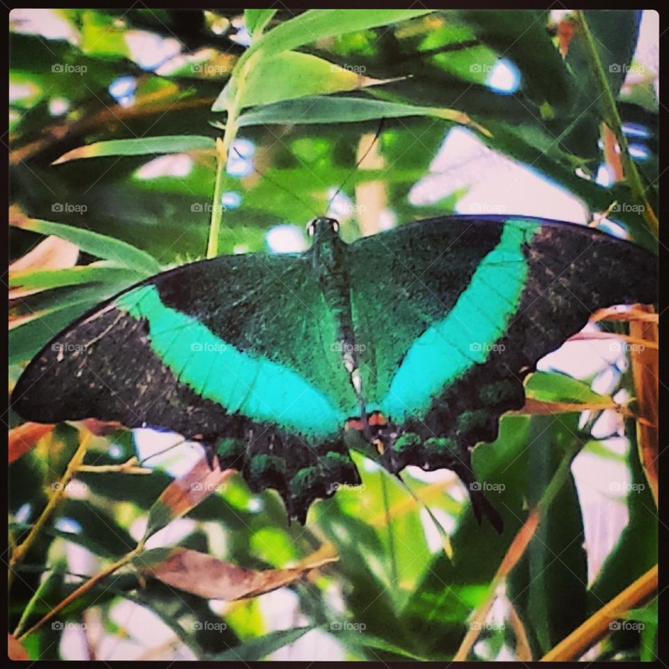 Green Butterfly