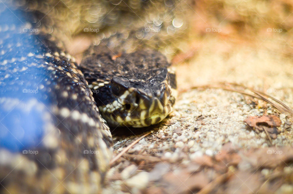 Don't tempt me. He was starring me down, so I shot him.  