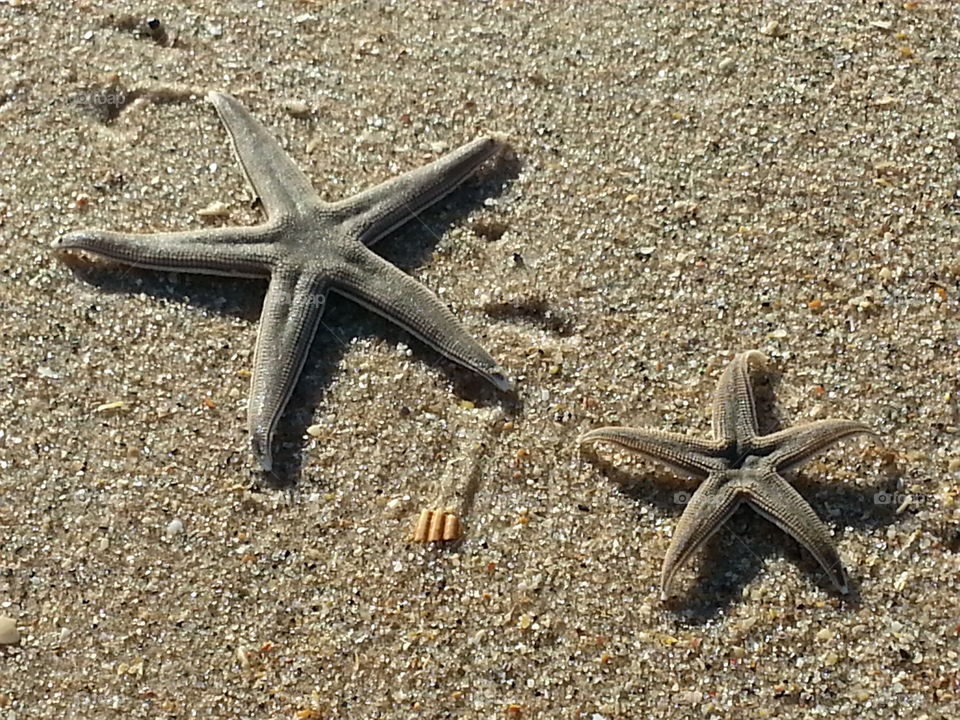 SGI Starfish