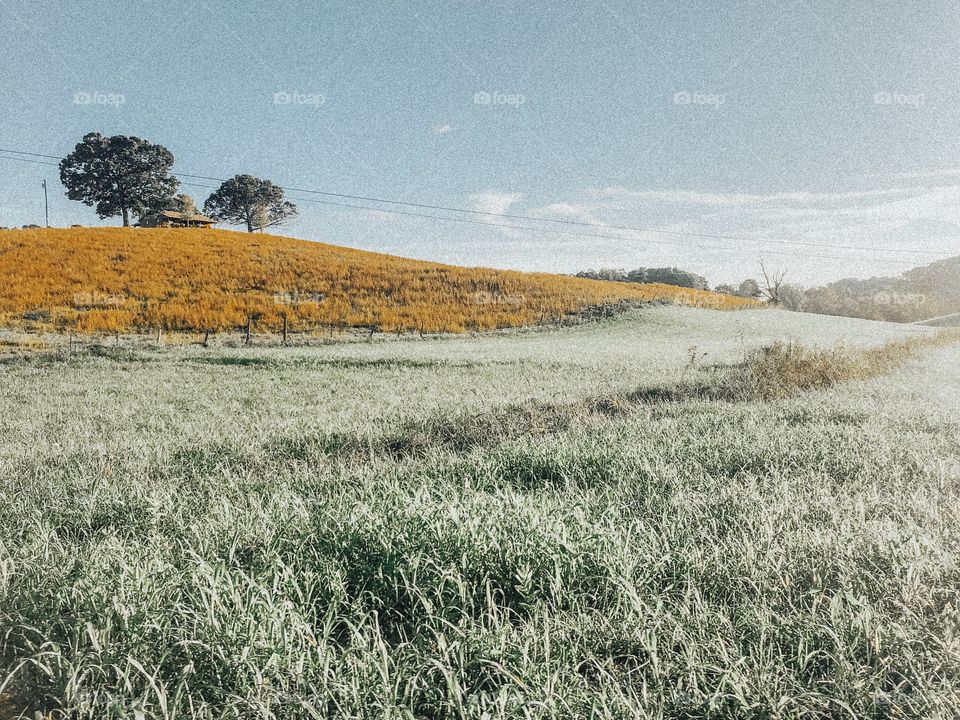 big house on top of a golden field 