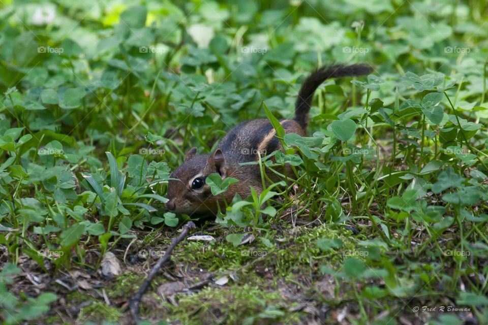 Friendly Neighborhood Chipmunk. A cute little chipmunk who lives in our backyard. 
