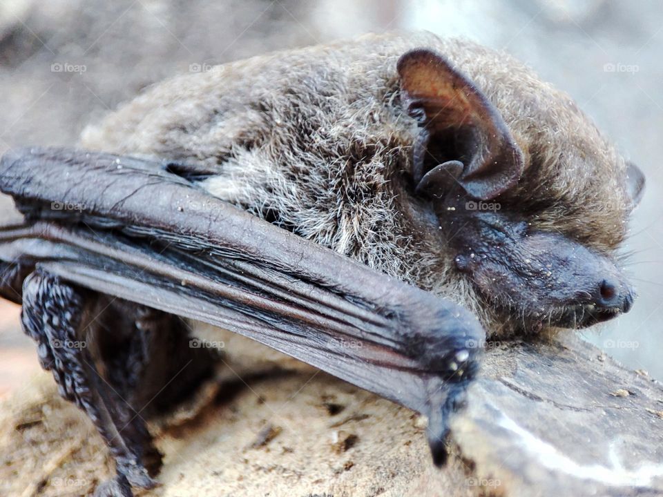 A bat, animal