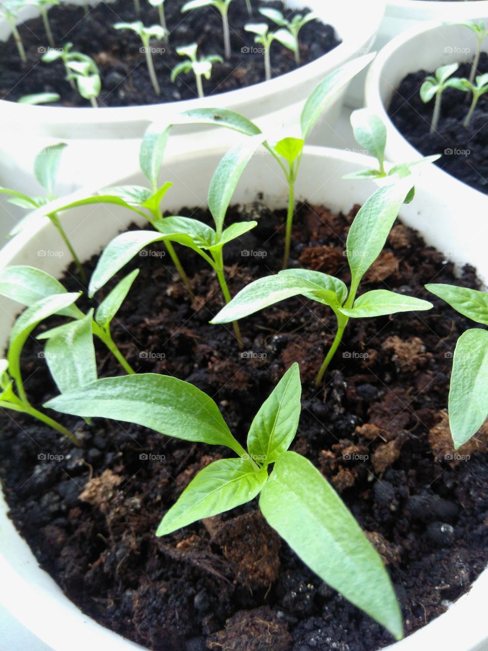 green plants gardening