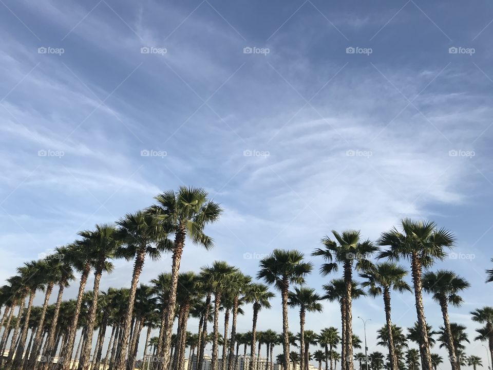 Alleys of beautiful palm trees against the blue sky. Summer, nature, forest, trees