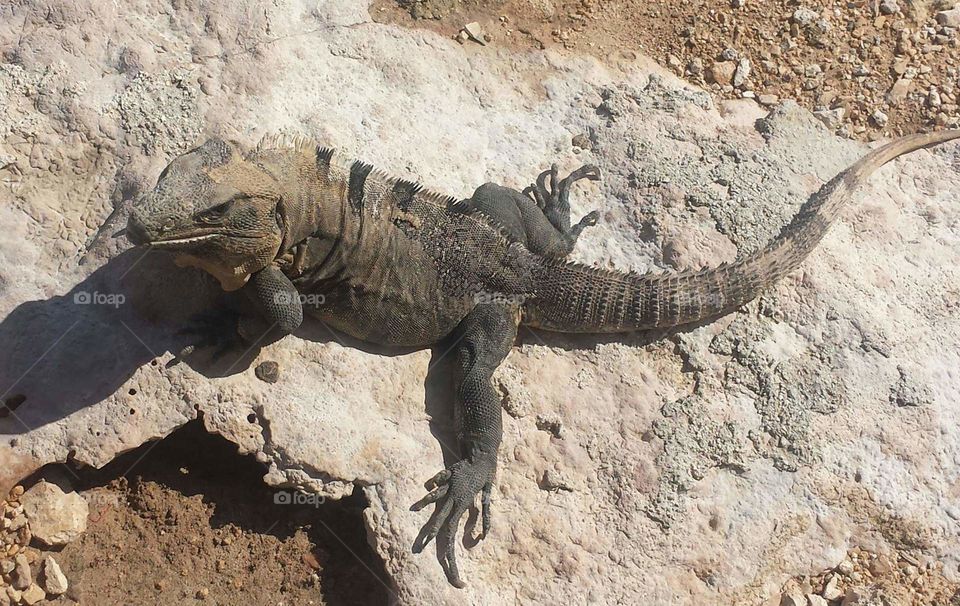 Iguana