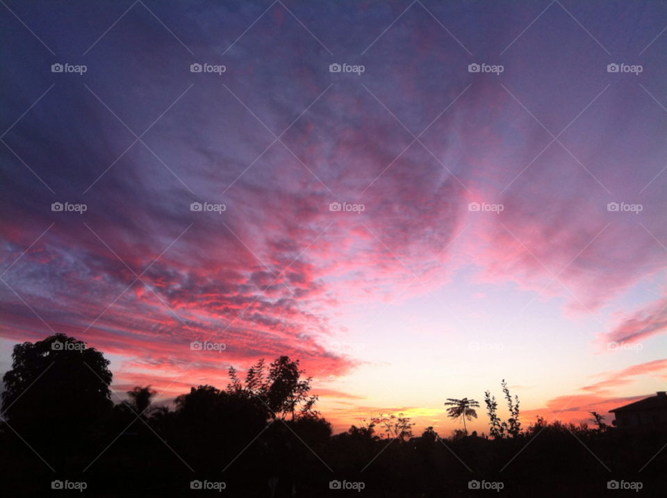 Silhouette of trees during sunset