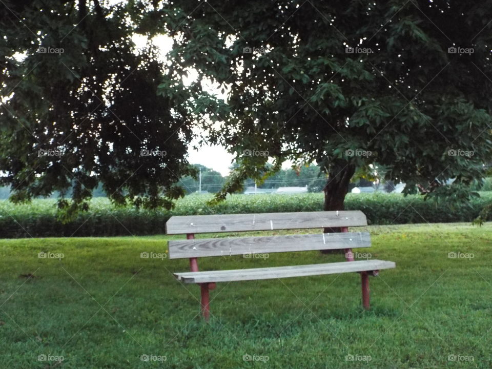 bench by a field