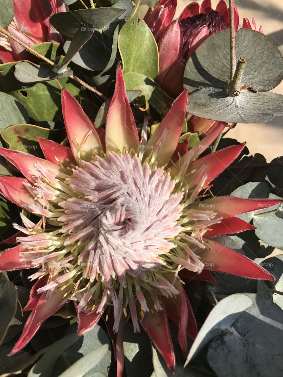 Summer goes with flowers and to me Proteas are the king of flowers. These beautiful fynbos flowers are strong yet elegant.