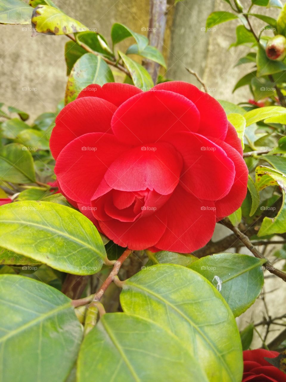a colorful red japanese camellia flower in bloom in a garden in springtime