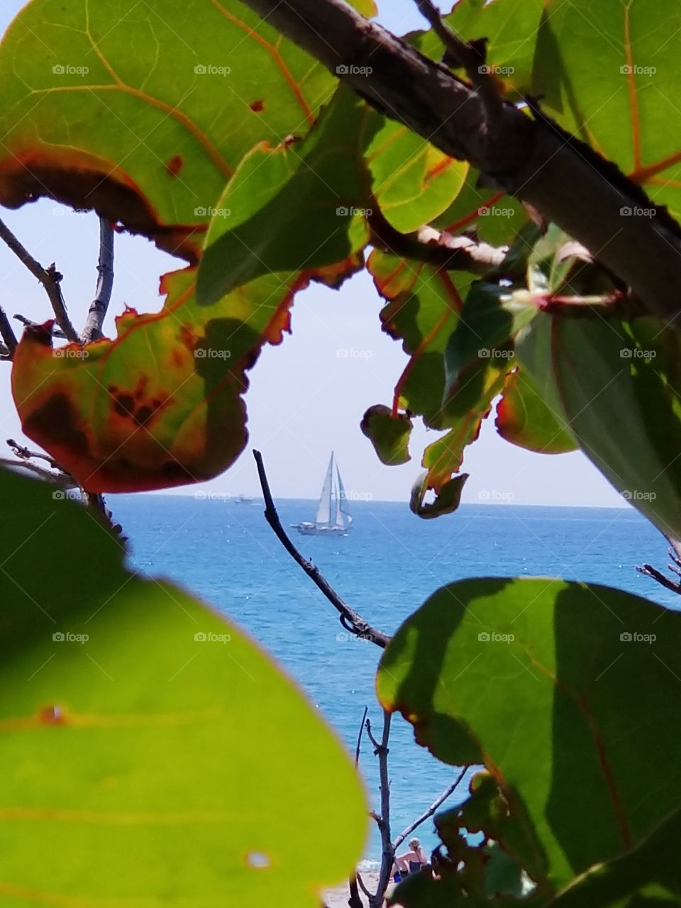 beautiful sailboat on the ocean through the seagrape leaves, in the sunshine