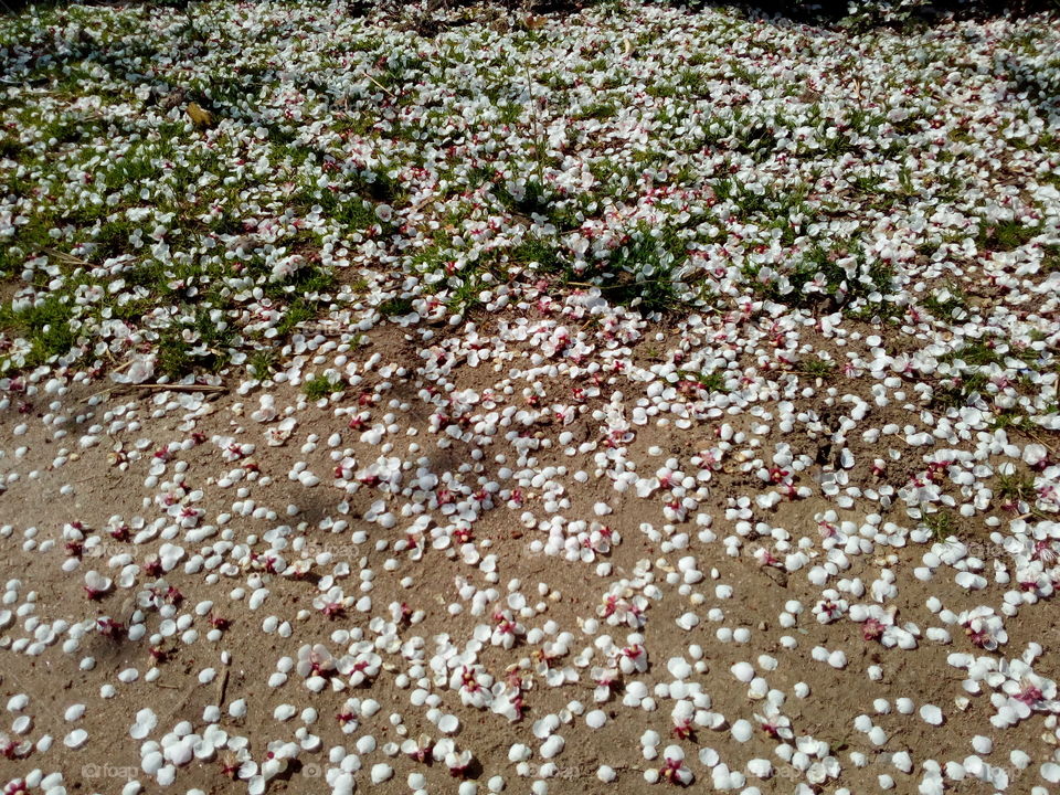 Fallen apricot blossoms 2