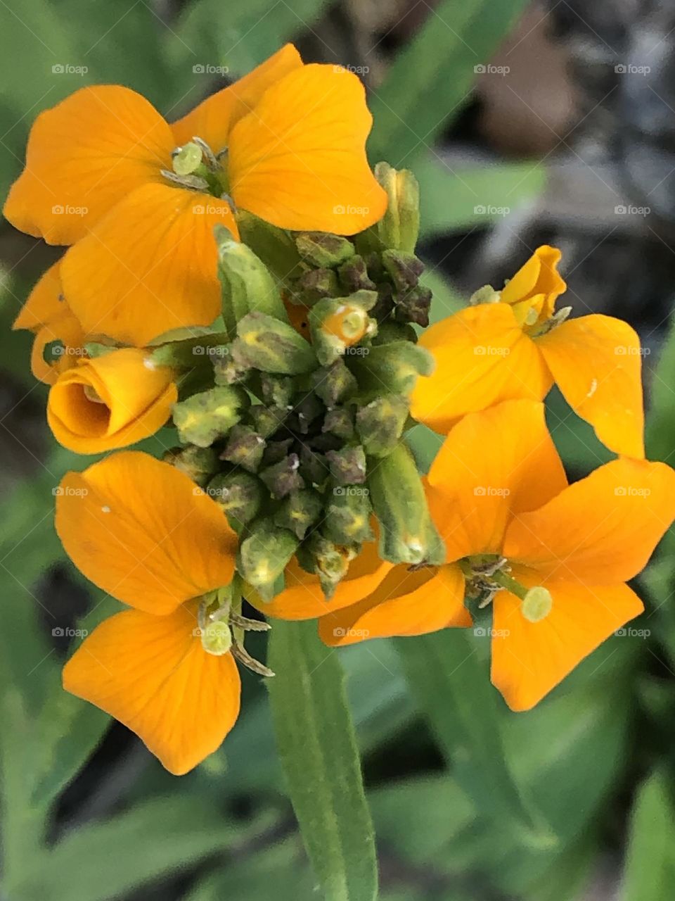 Orange buds and flowers! No idea what they are but they’re growing in my friends garden 🧡