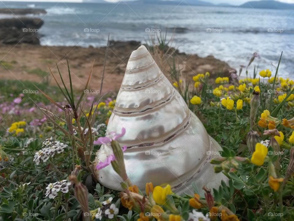 close up of conic seashell in front of the sea