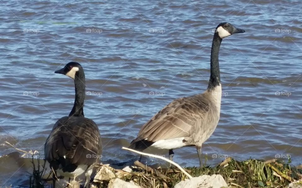 Canadian Geese Along Mississippi River