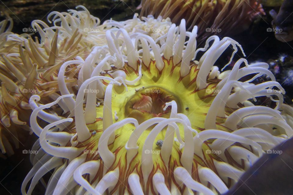 Sea anemone in an aquarium